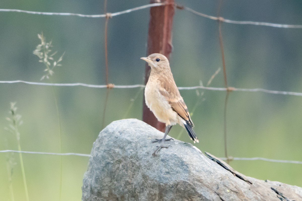Capped Wheatear - ML647004719