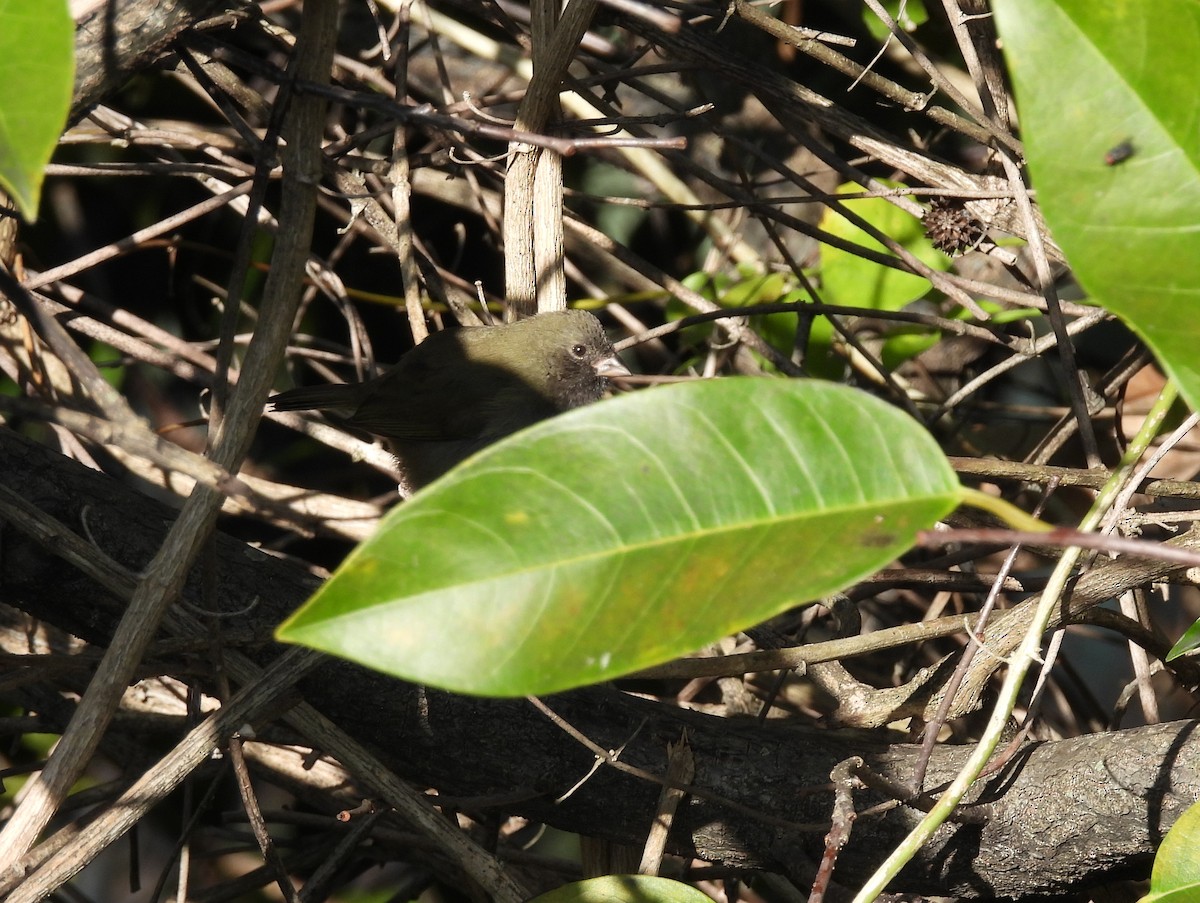 Потрост чорноволий - ML647004726