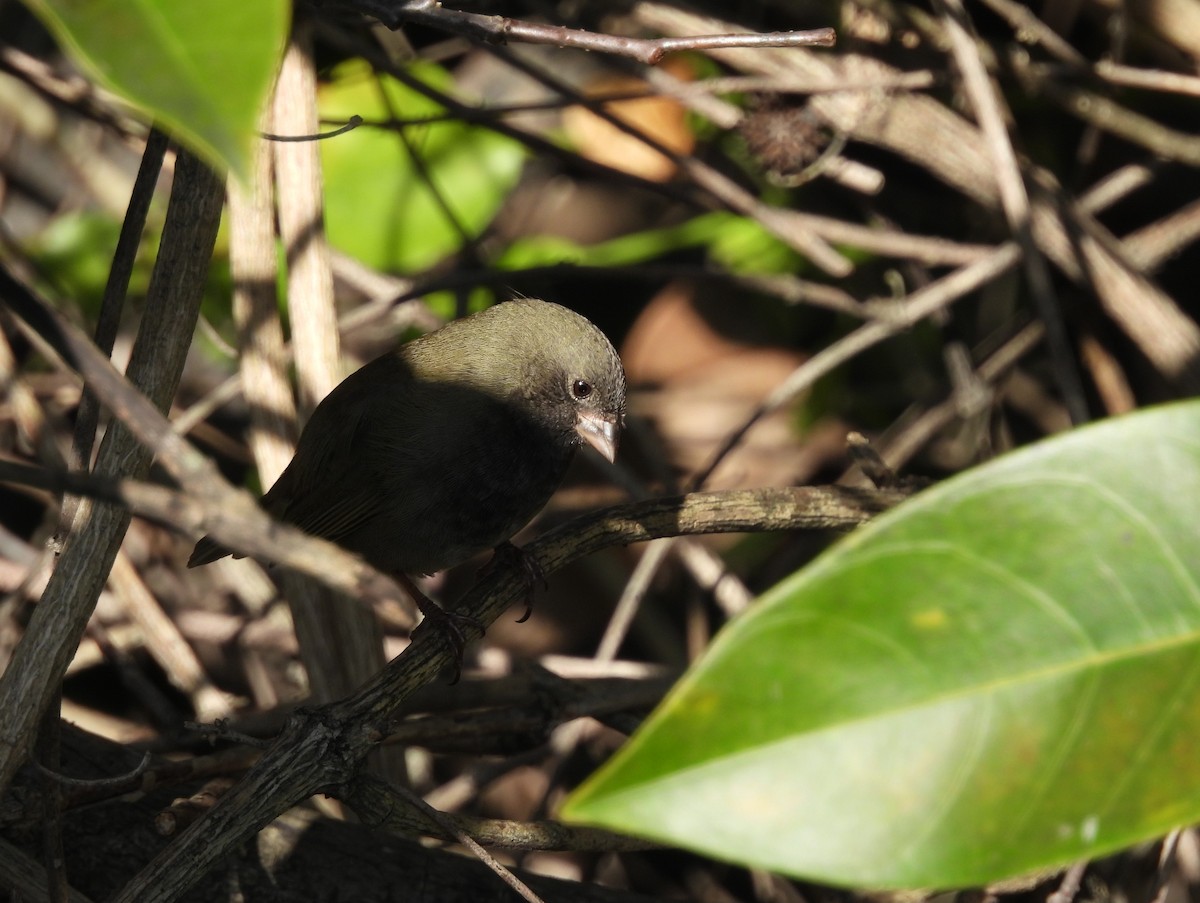 Потрост чорноволий - ML647004728