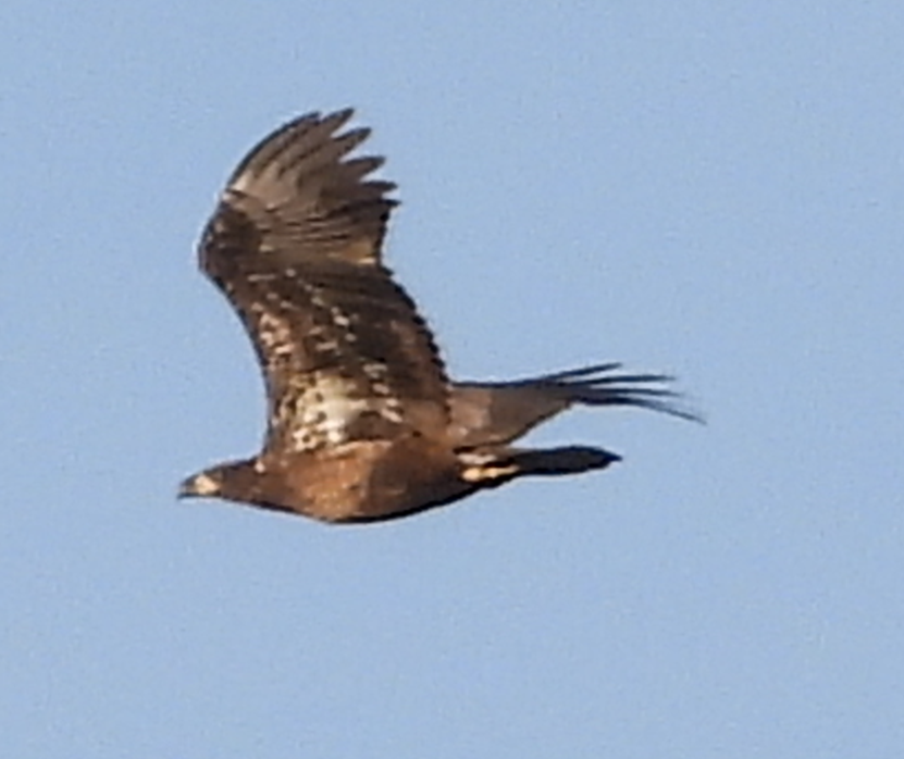 עיטם לבן-ראש - ML647004732