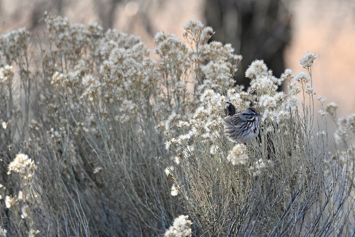 Song Sparrow (montana/merrilli) - ML647004734