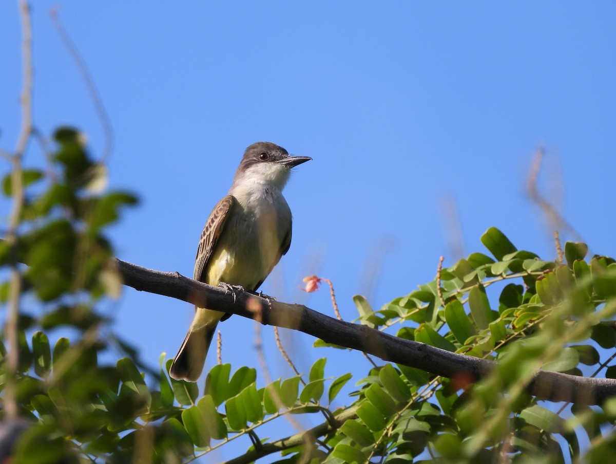 Тиран темноголовий - ML647004738