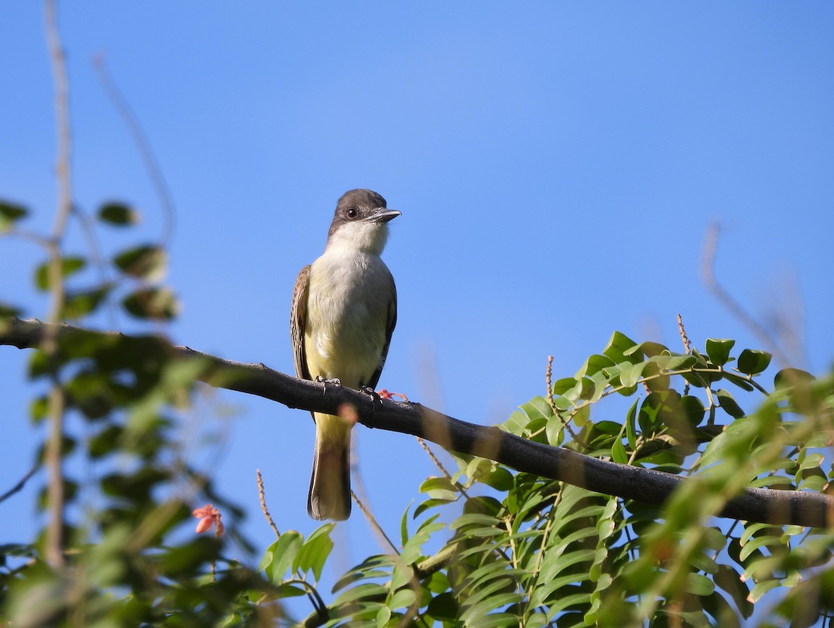 Тиран темноголовий - ML647004739