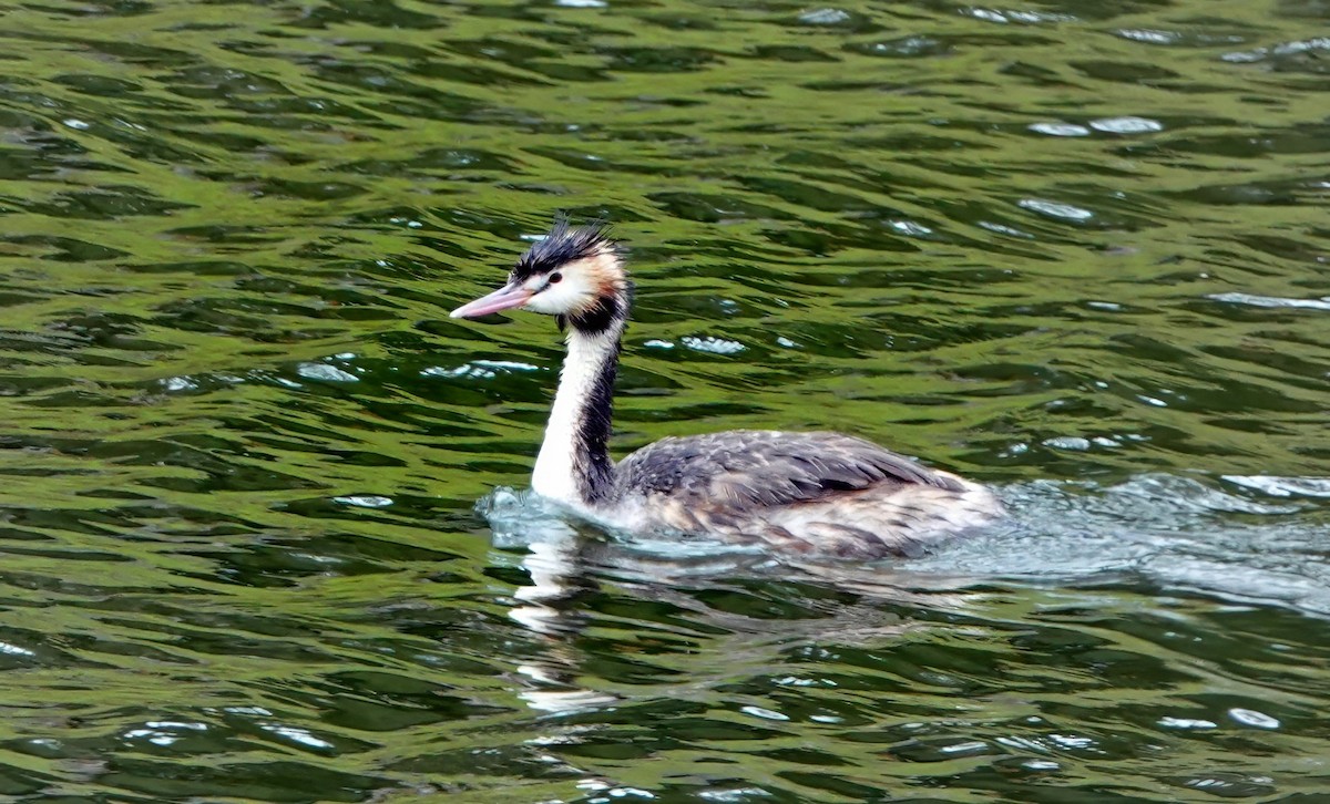 冠鸊鷉 - ML647004749