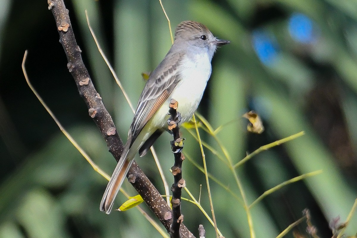 Copetón Cenizo - ML647004751