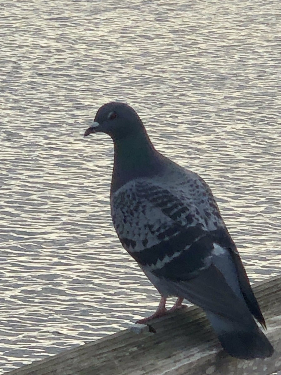 יונת בית - ML647004754
