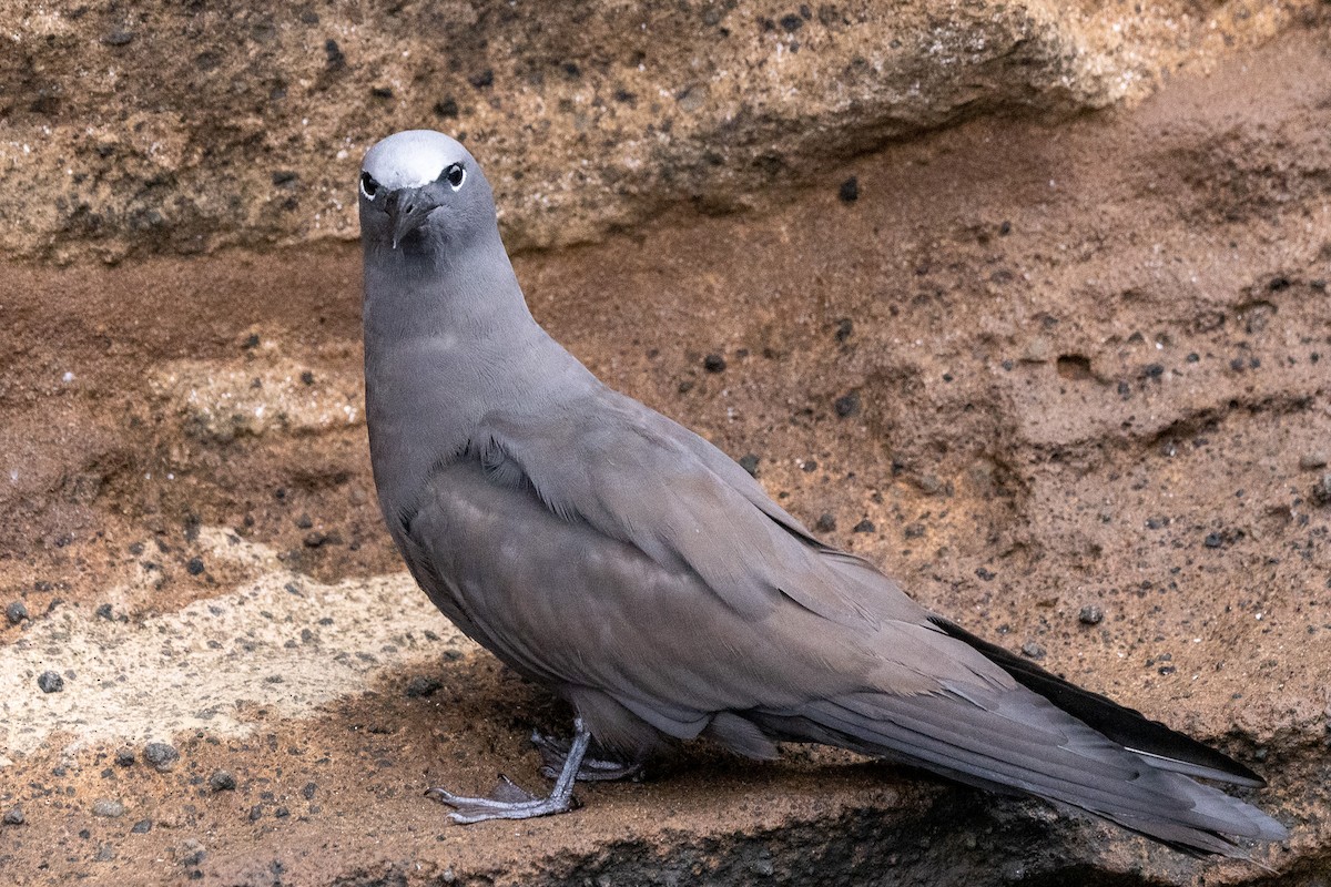 玄燕鷗 - ML647004758