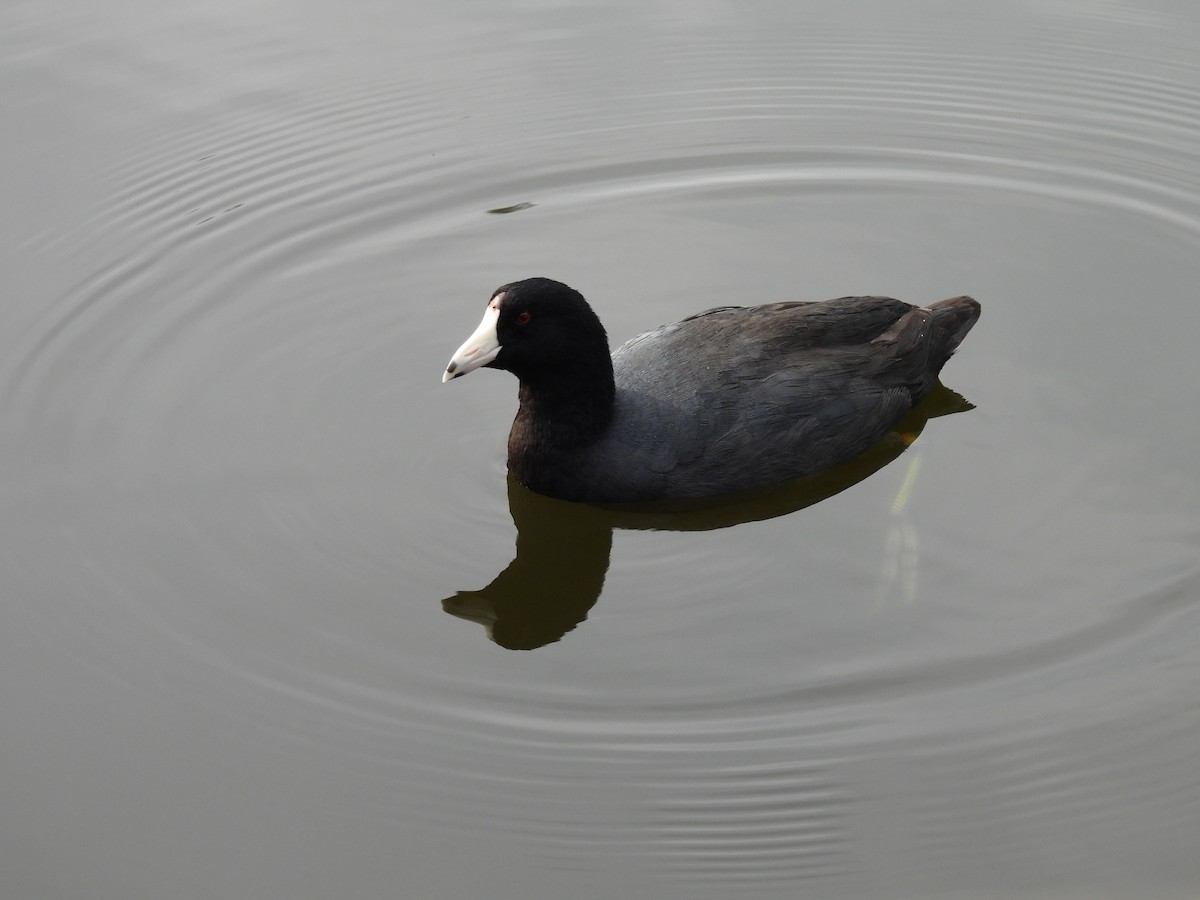 American Coot - ML647004759