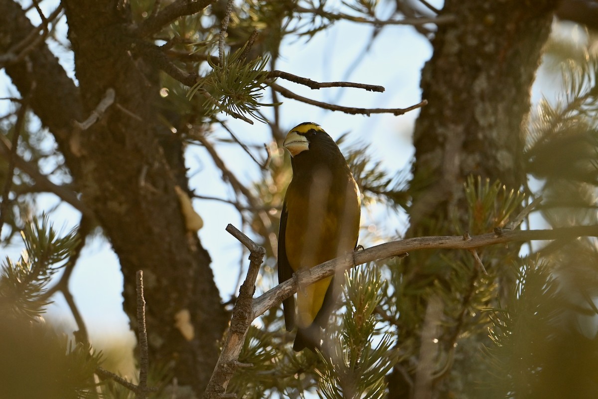 Evening Grosbeak - ML647004763