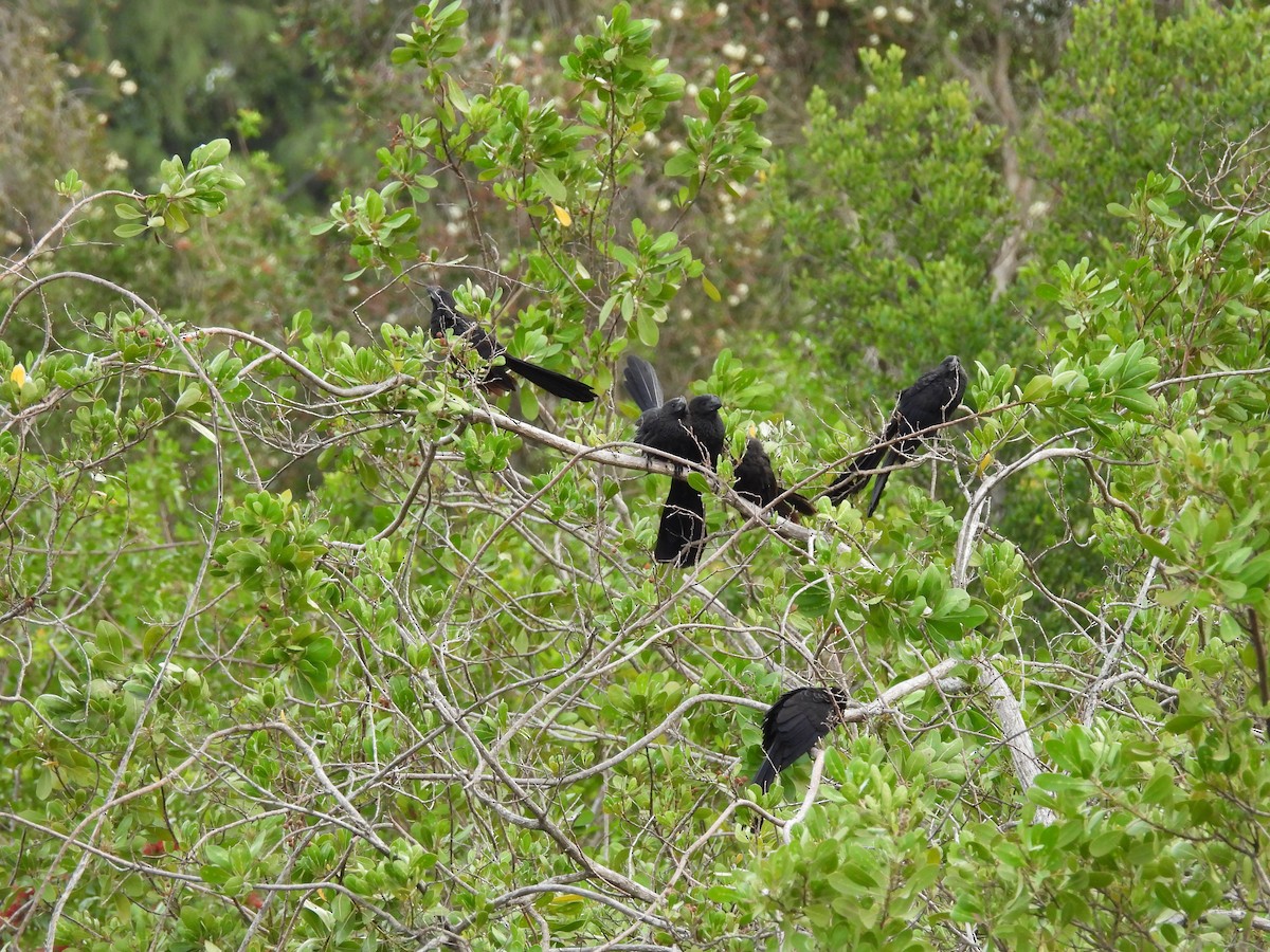 Ані товстодзьобий - ML647004767