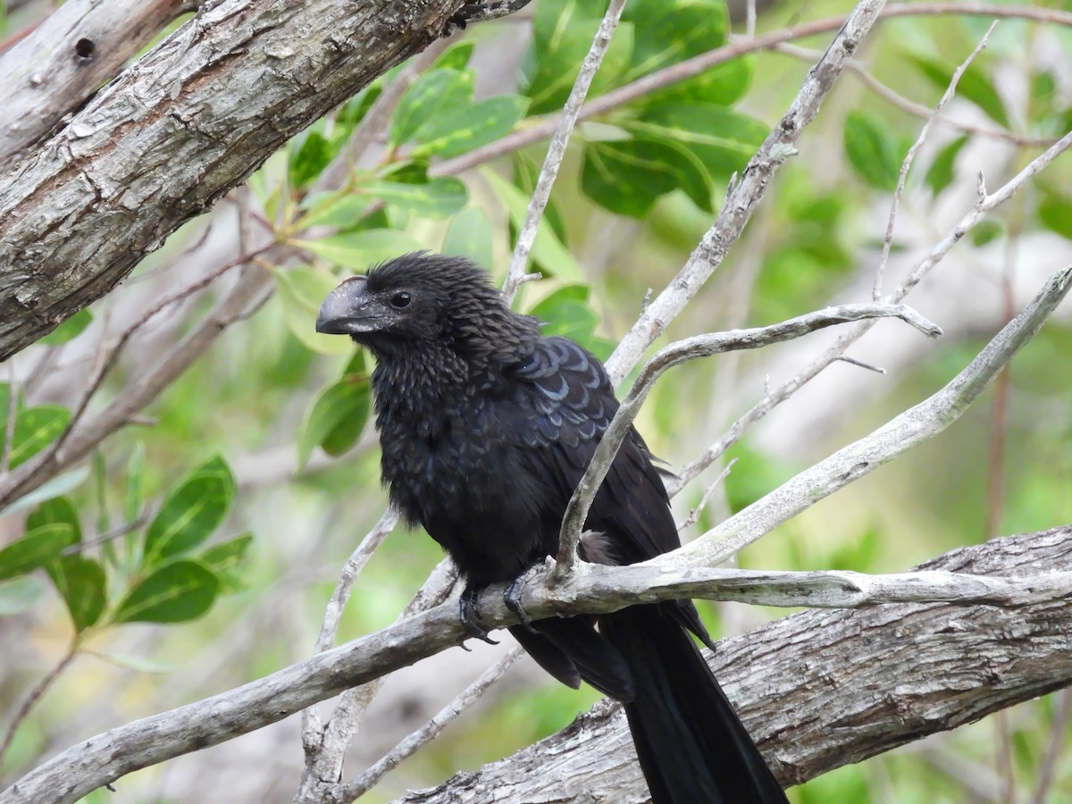 Ані товстодзьобий - ML647004768