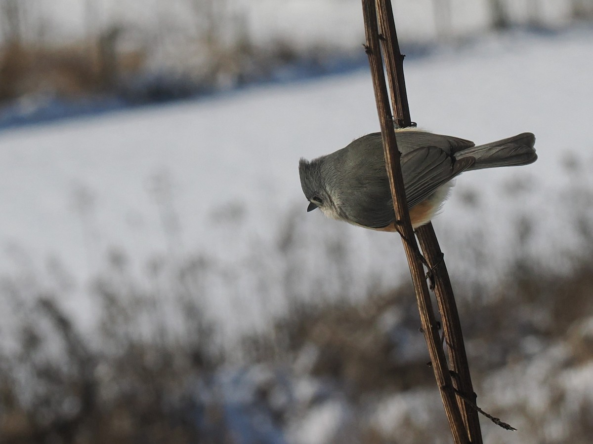 gråduskmeis - ML647004769