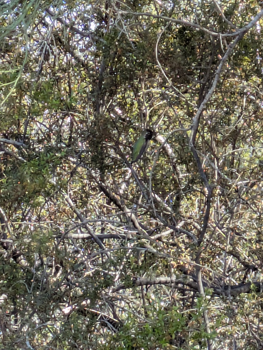 Costa's Hummingbird - ML647004770