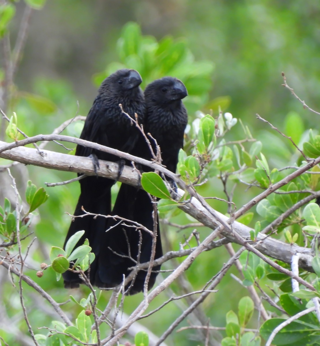 Ані товстодзьобий - ML647004774