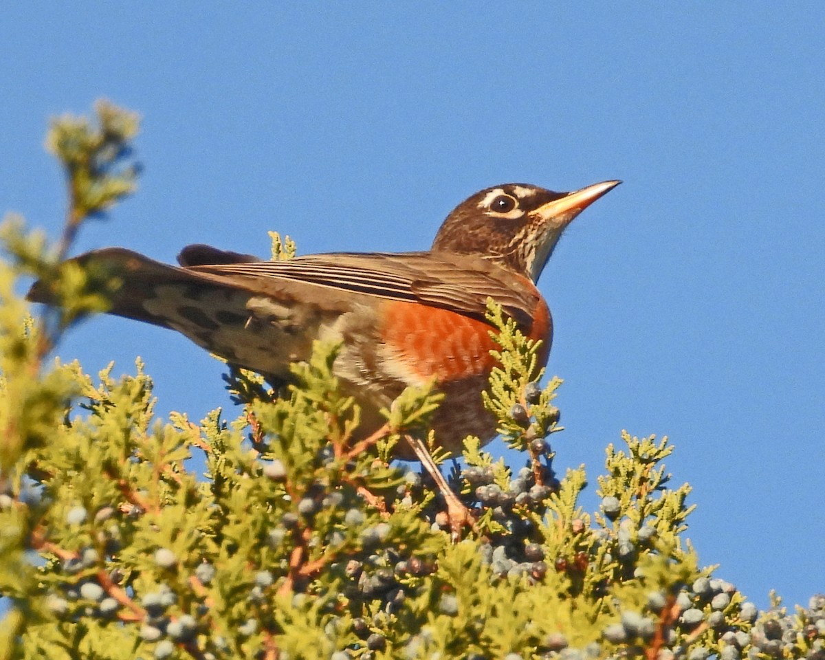 American Robin - ML647004775