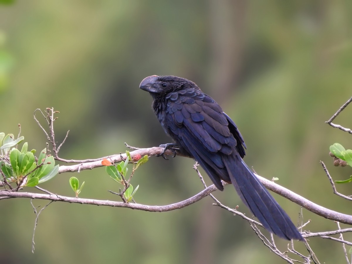 Ані товстодзьобий - ML647004776