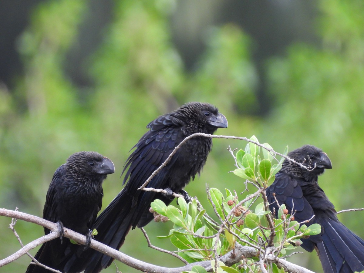 Ані товстодзьобий - ML647004777