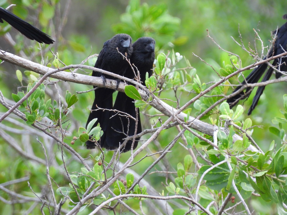 Ані товстодзьобий - ML647004778