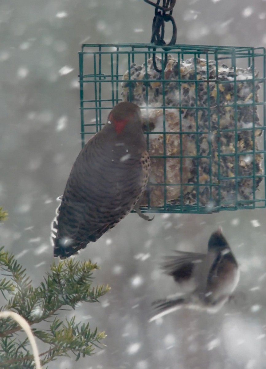 ハシボソキツツキ（luteus ｘ cafer） - ML647004786