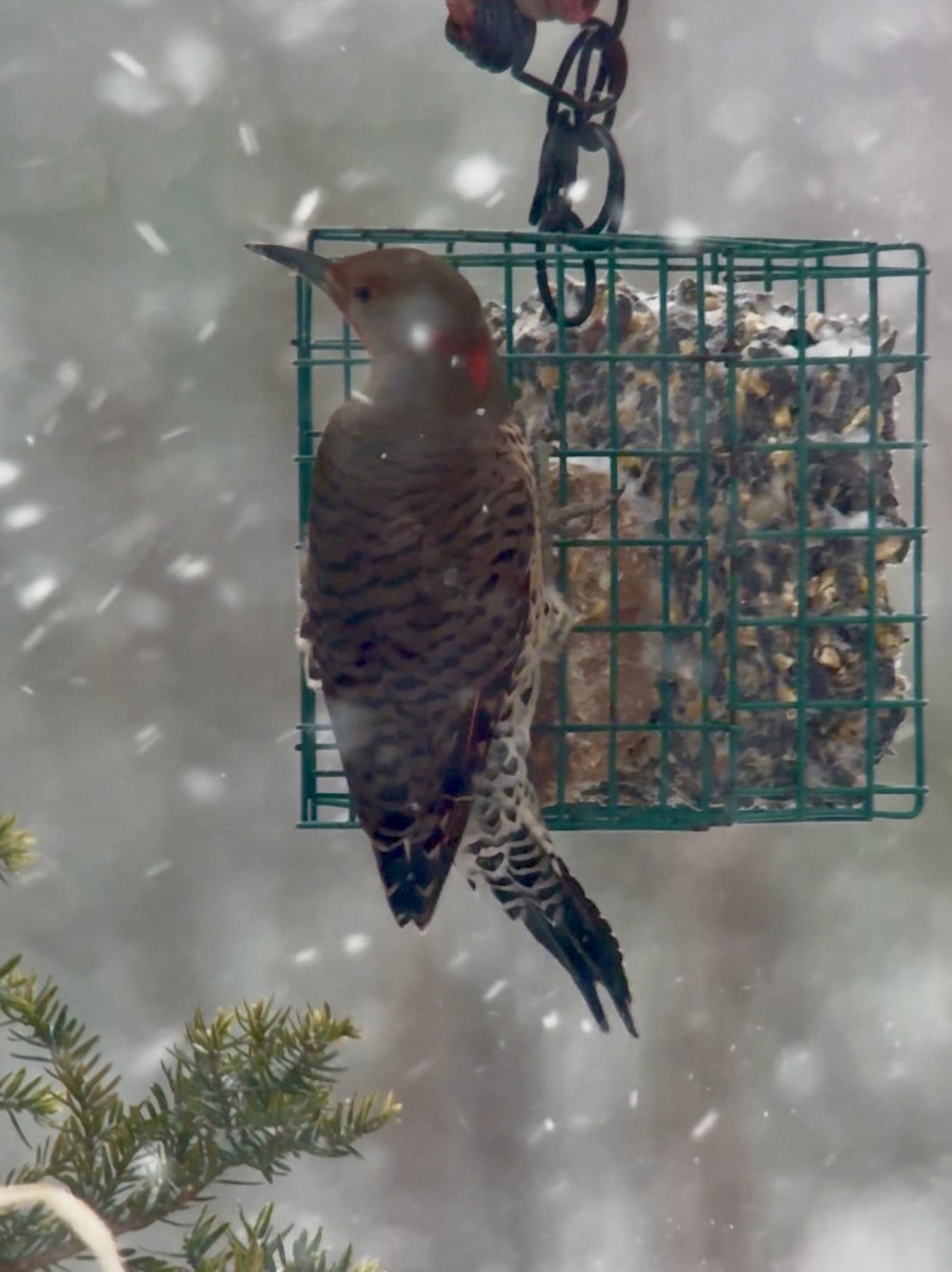 ハシボソキツツキ（luteus ｘ cafer） - ML647004787