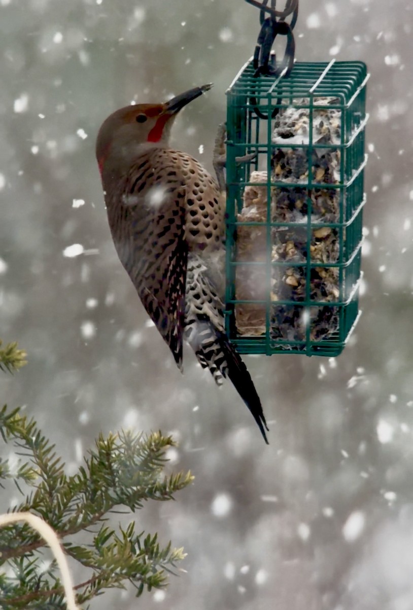 ハシボソキツツキ（luteus ｘ cafer） - ML647004788