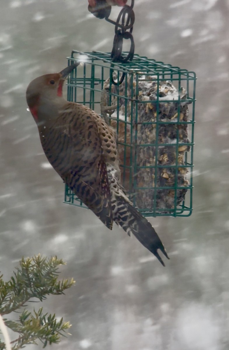 ハシボソキツツキ（luteus ｘ cafer） - ML647004789