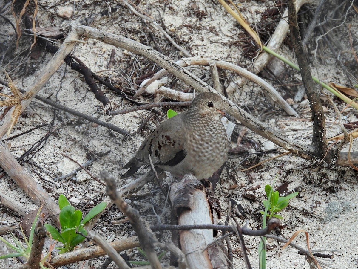 Serçe Kumrusu - ML647004793