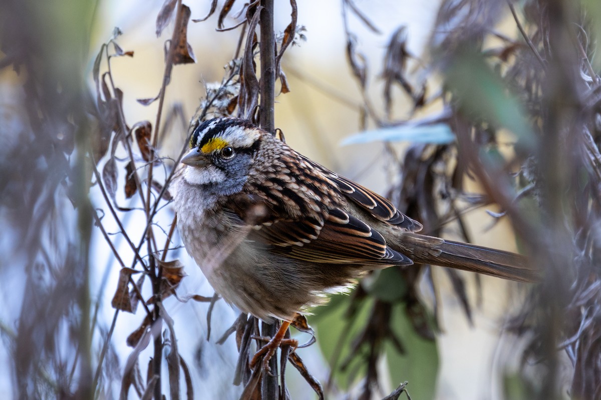 White-throated Sparrow - ML647004794