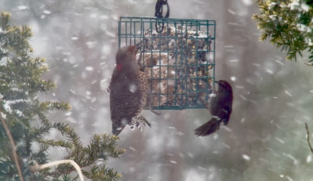 ハシボソキツツキ（luteus ｘ cafer） - ML647004795