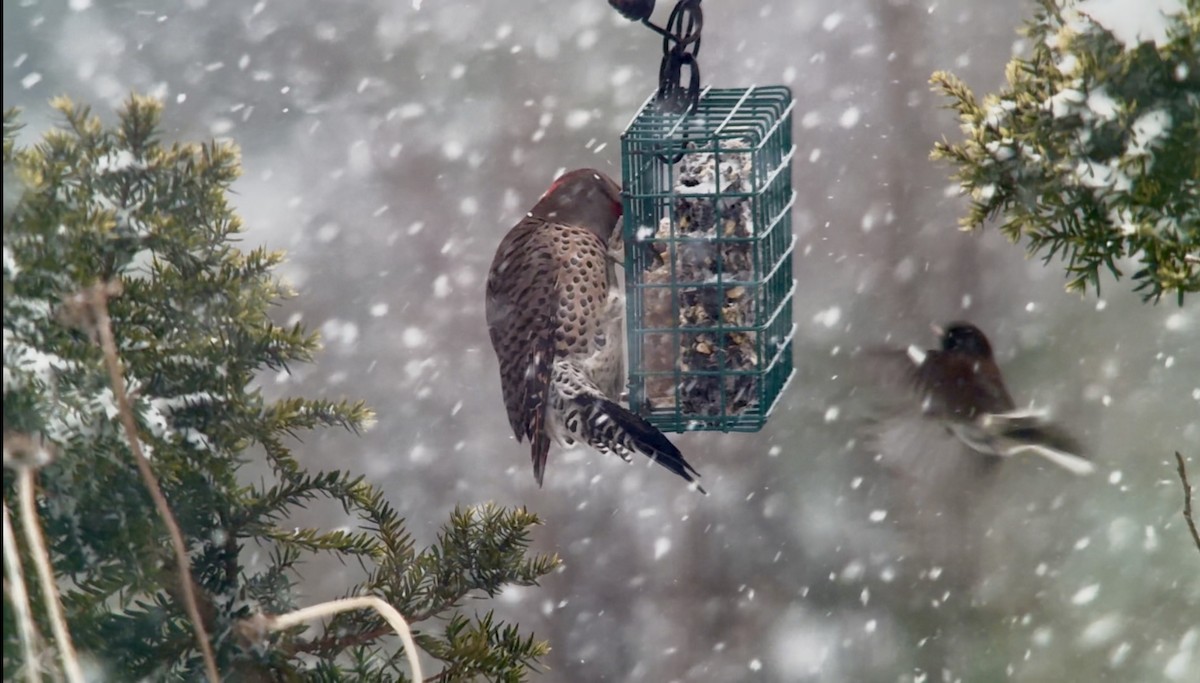ハシボソキツツキ（luteus ｘ cafer） - ML647004796