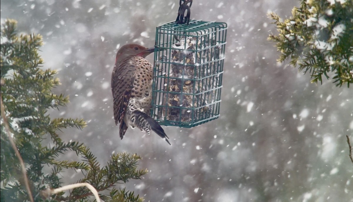 ハシボソキツツキ（luteus ｘ cafer） - ML647004797