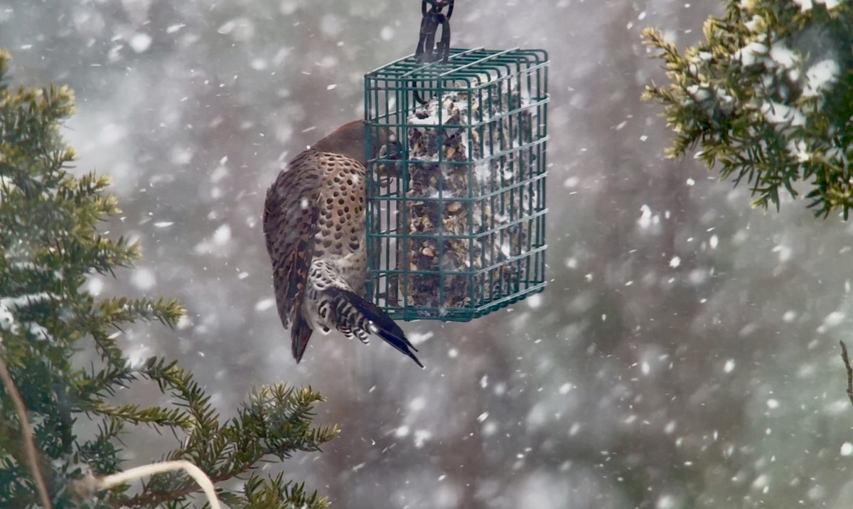 ハシボソキツツキ（luteus ｘ cafer） - ML647004798