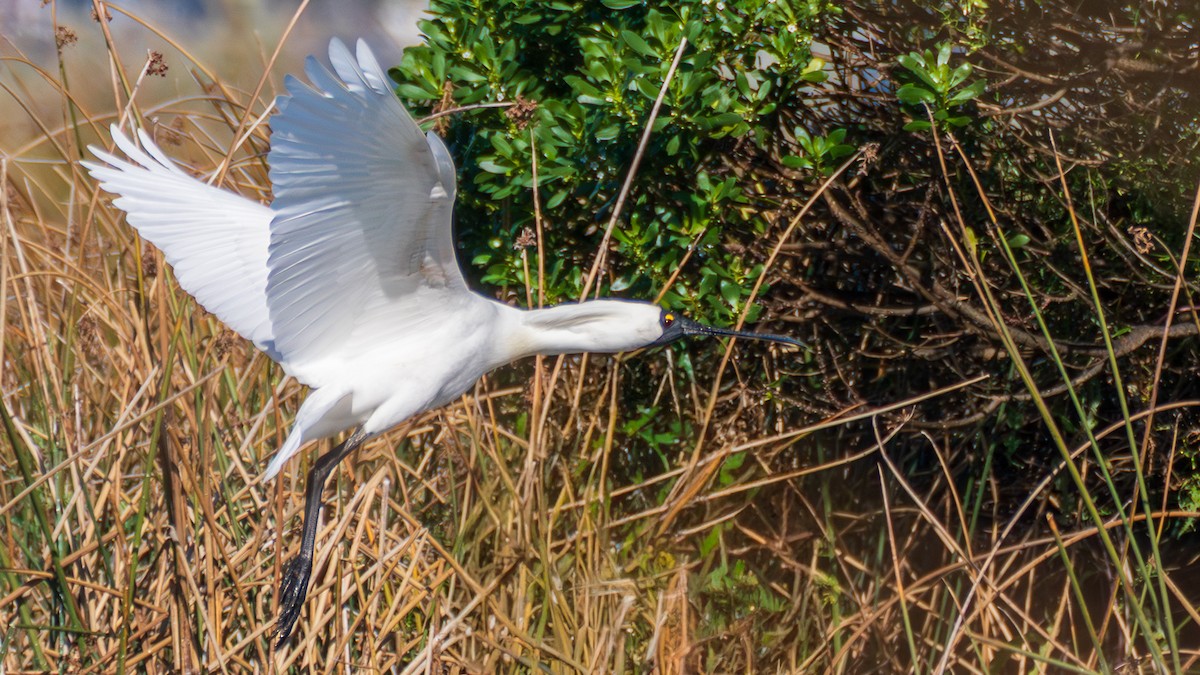 Косар королівський - ML647004799