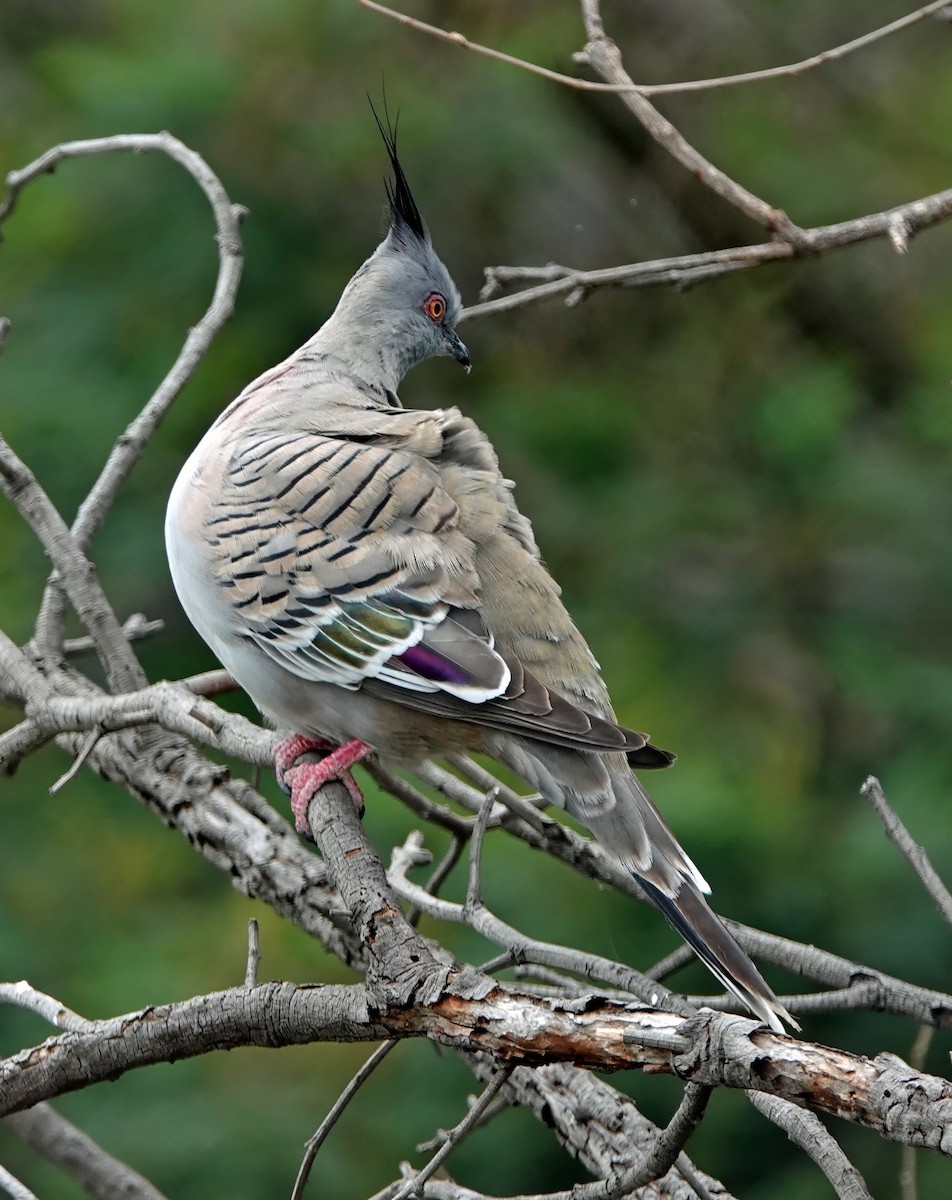 Crested Pigeon - ML647004801