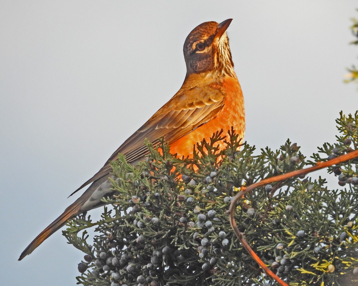 American Robin - ML647004802
