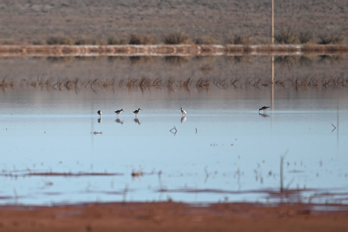 Greater Yellowlegs - ML647004805