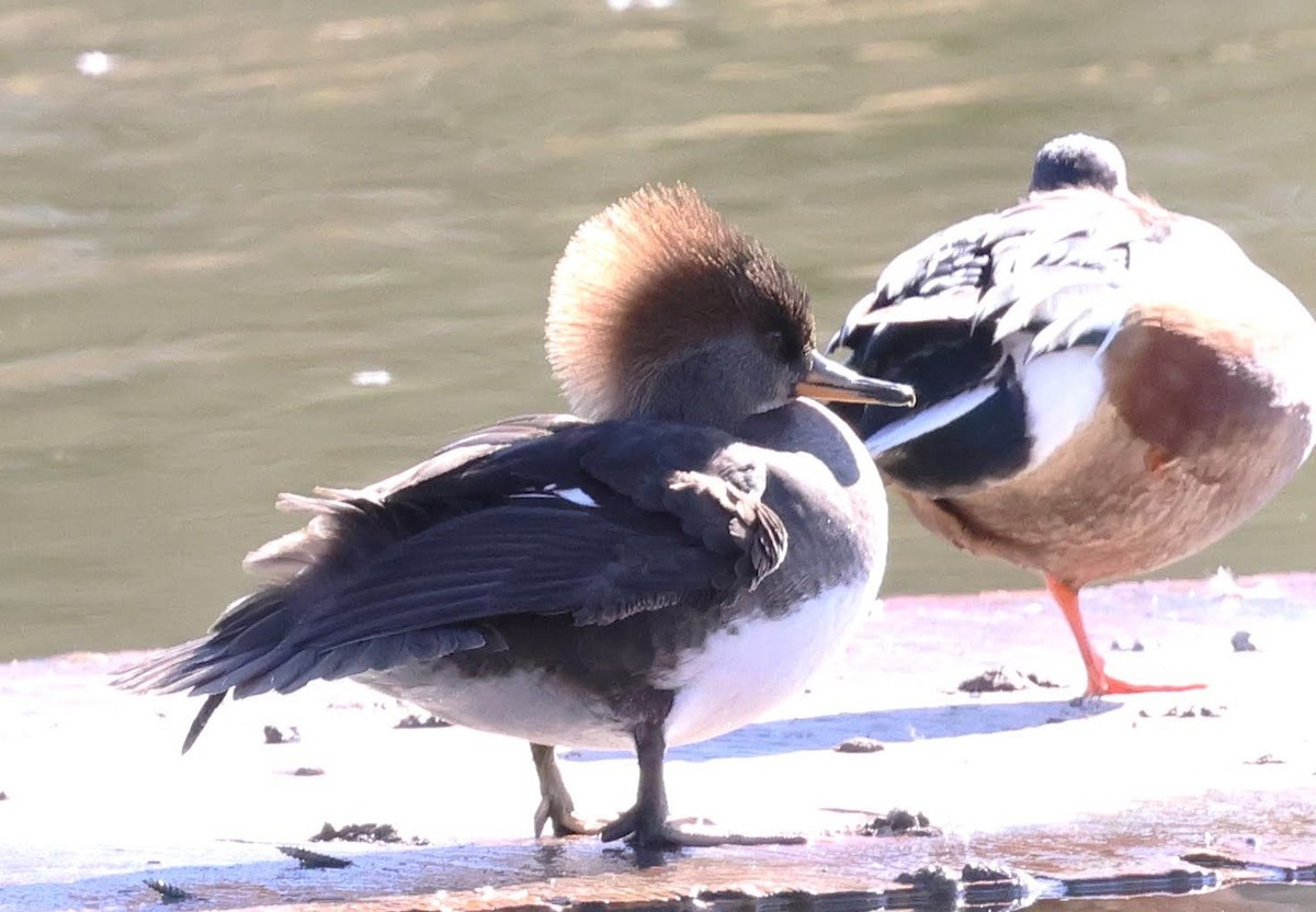 Hooded Merganser - ML647004808