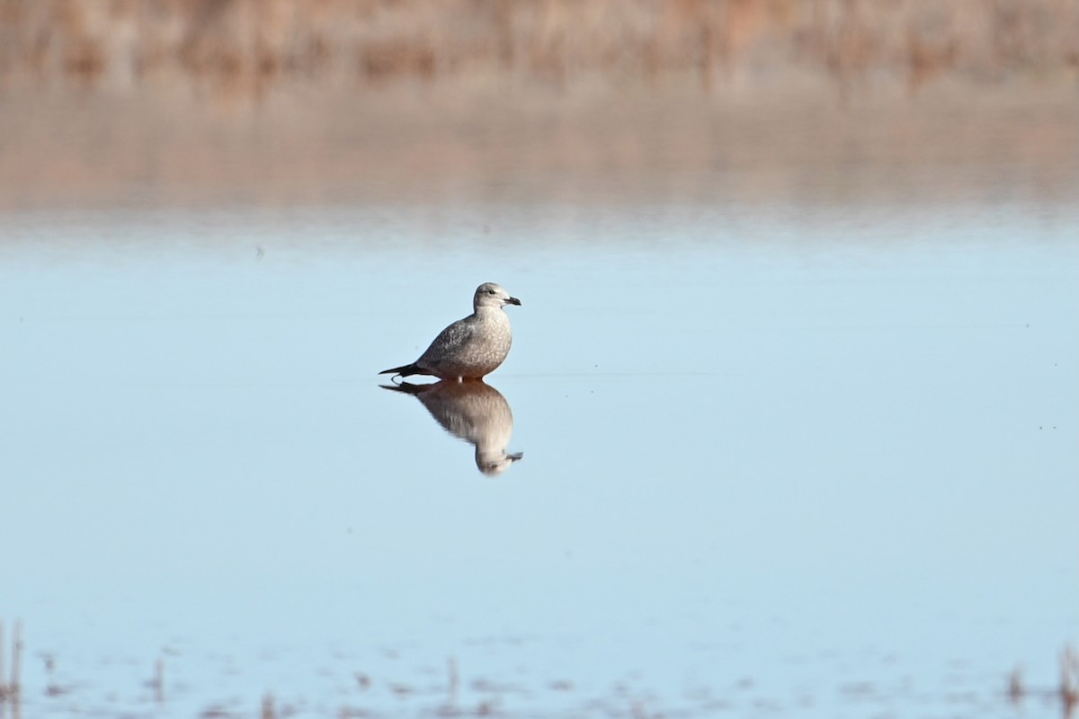 American Herring Gull - ML647004809