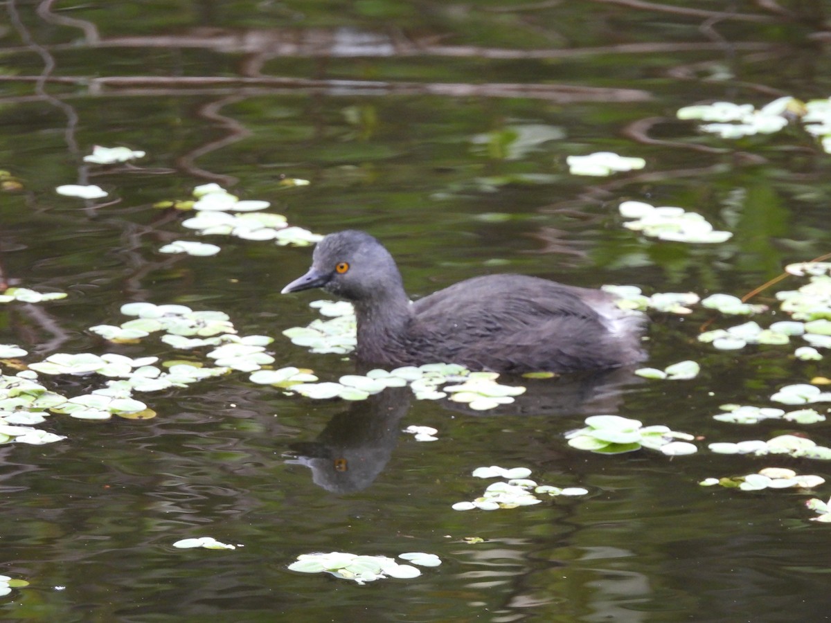 Пірникоза домініканська - ML647004813