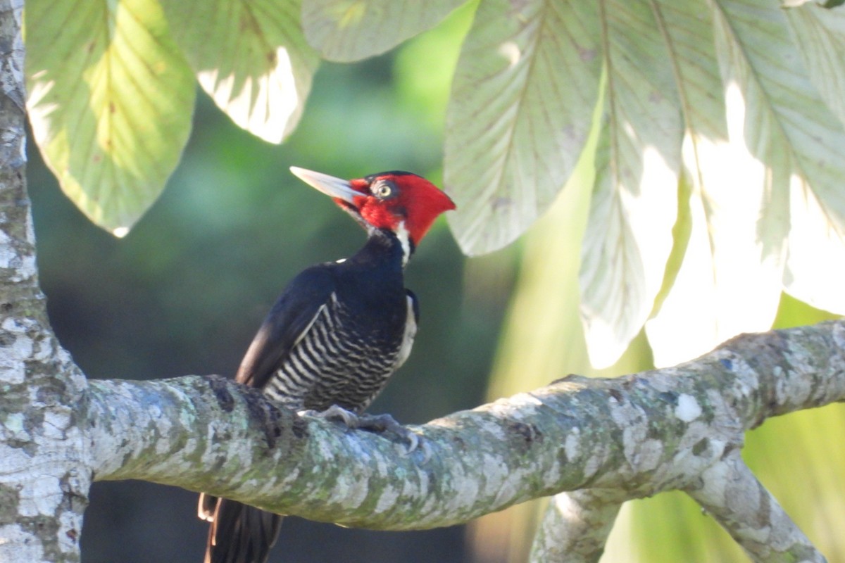 Pale-billed Woodpecker - ML647004817