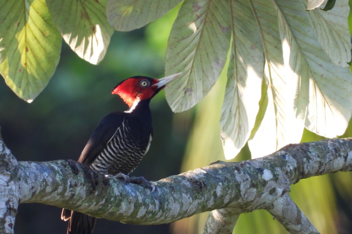 Pale-billed Woodpecker - ML647004818