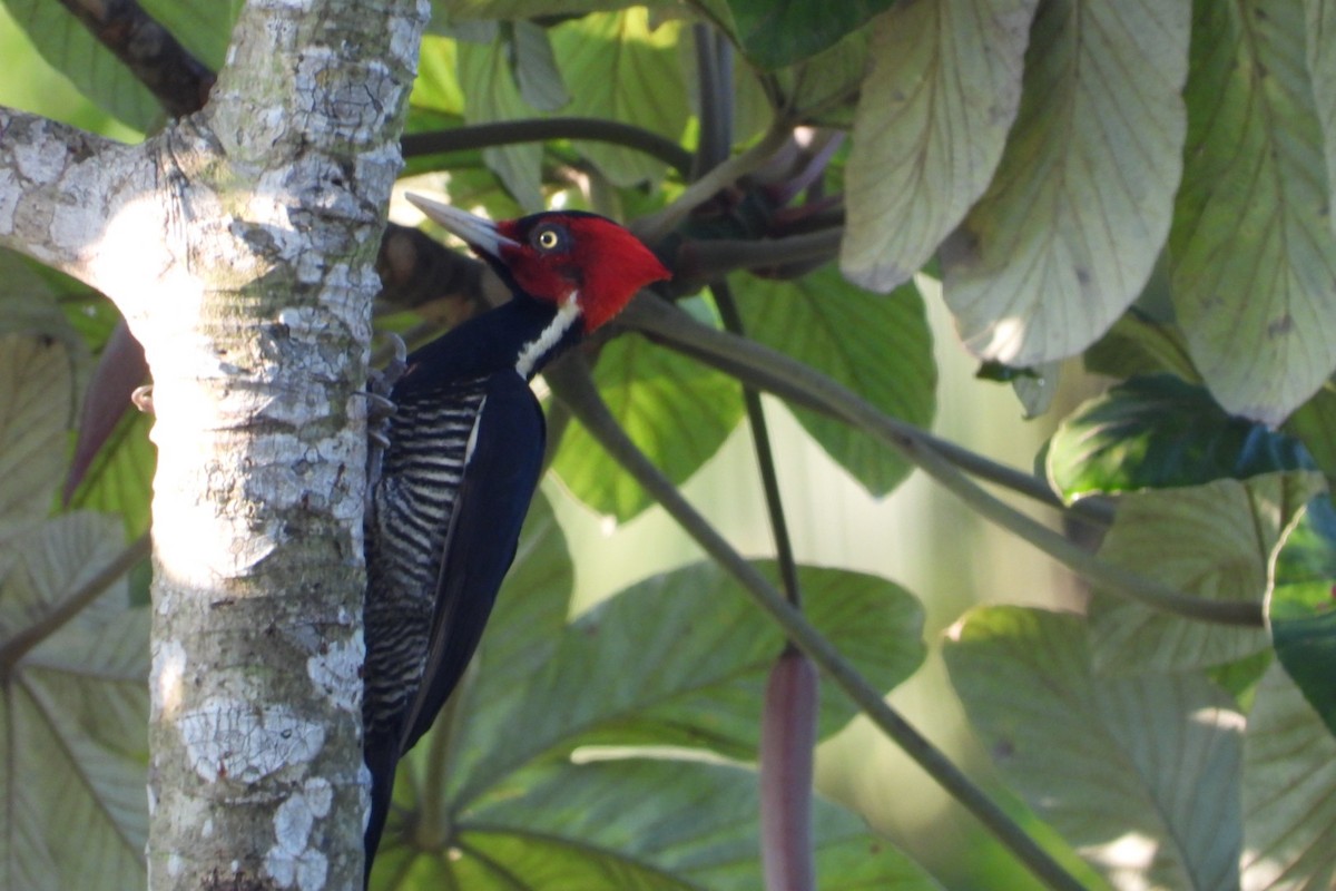 Pale-billed Woodpecker - ML647004819