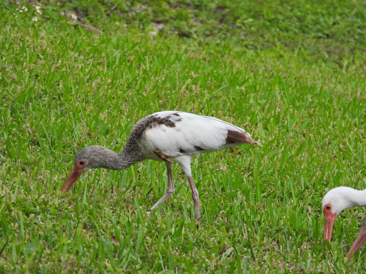 Ібіс білий - ML647004820