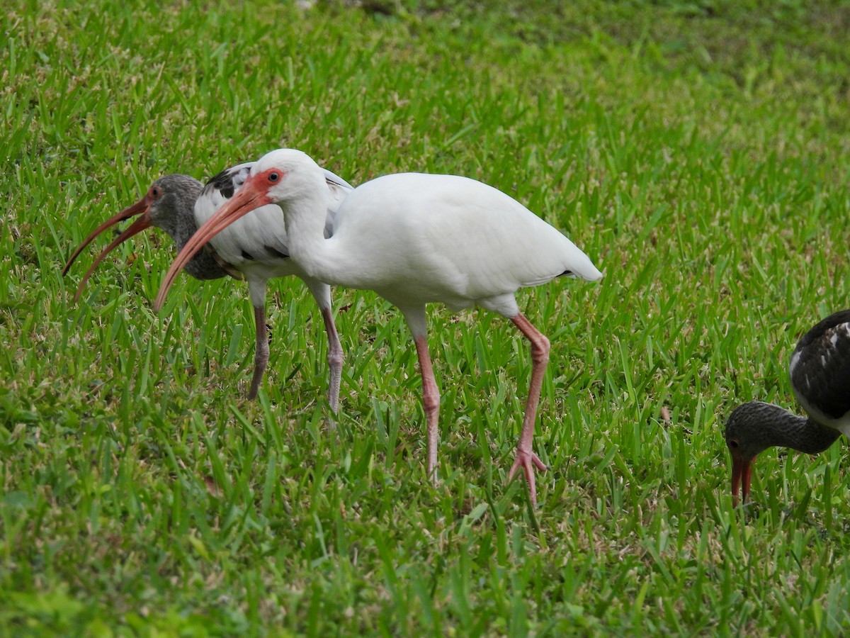 Ібіс білий - ML647004821