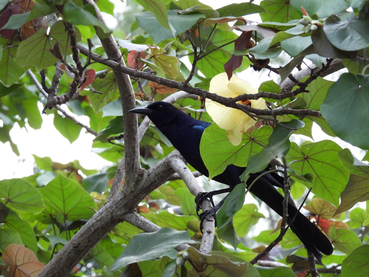 Гракл прибережний - ML647004824