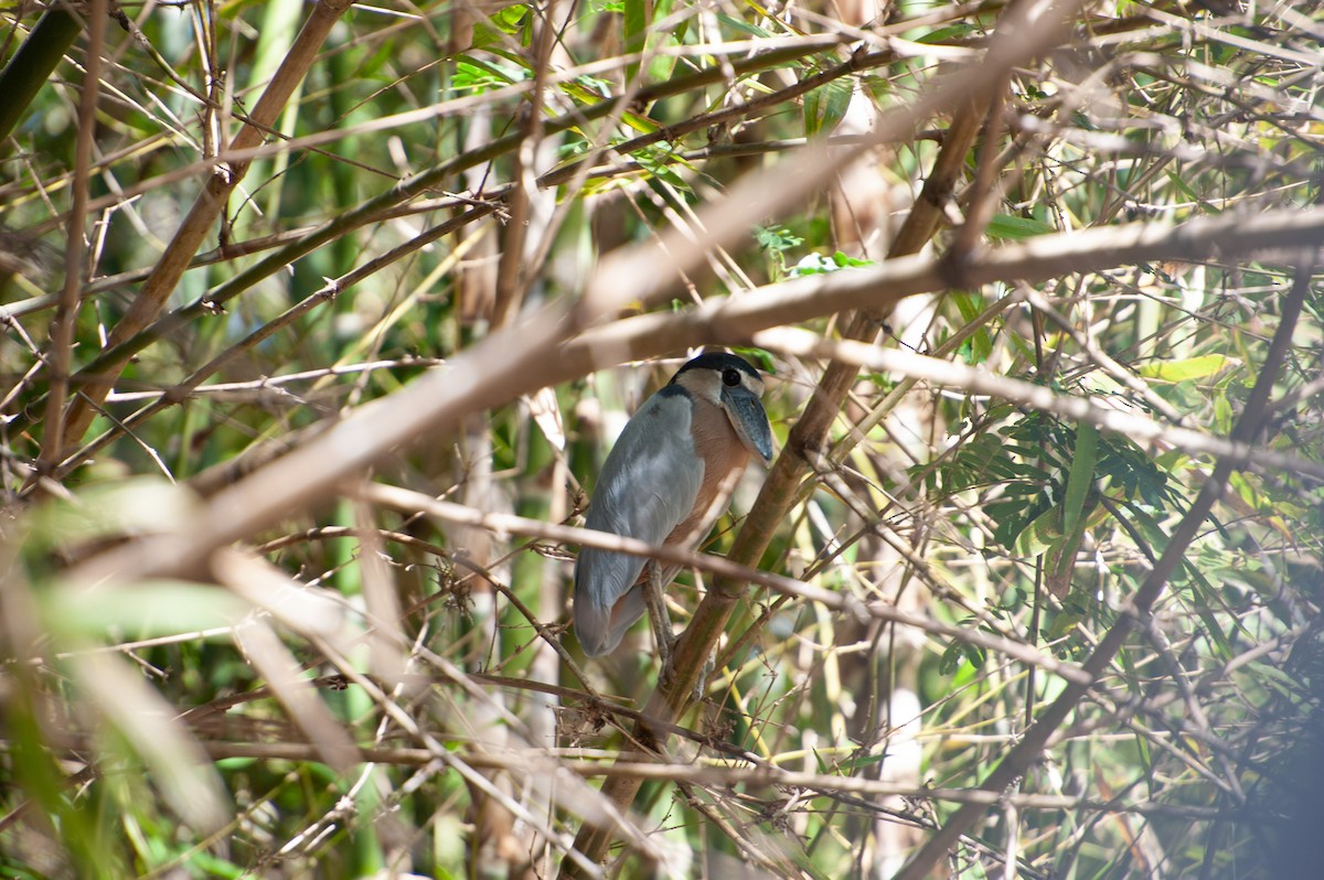 Boat-billed Heron - ML647004826