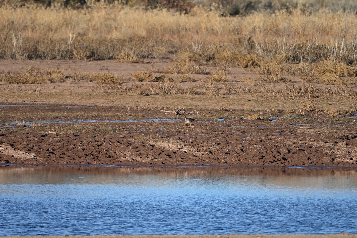 Greater White-fronted Goose - ML647004827