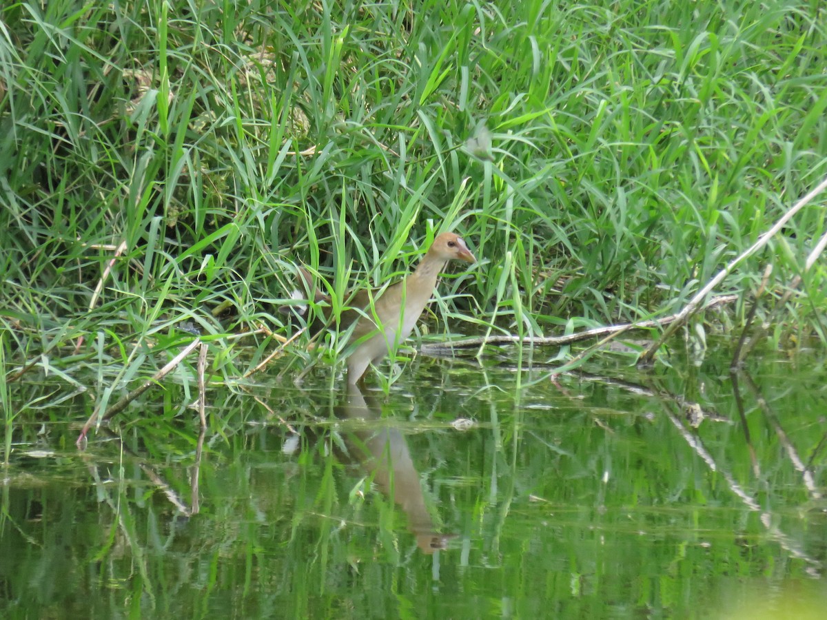 Uroilo urdin amerikarra - ML647004828