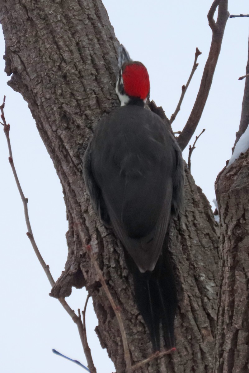 Pileated Woodpecker - ML647004829