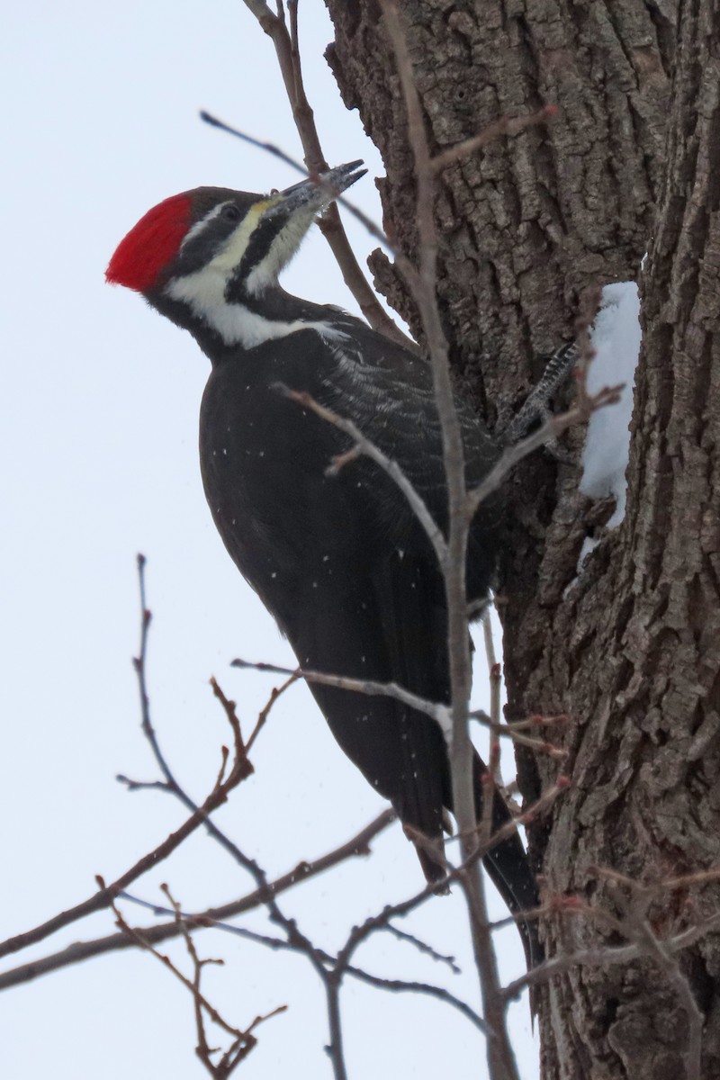 Pileated Woodpecker - ML647004830